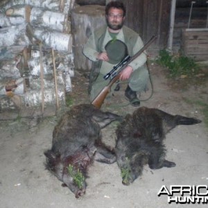 Hunting pigs