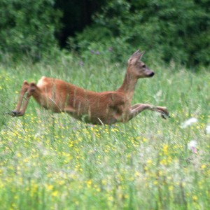 Roe Deer