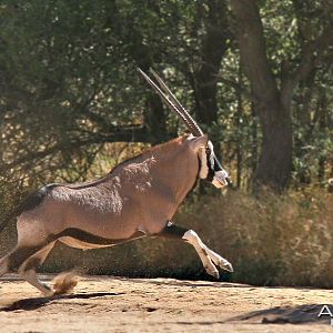 Gemsbok in Namibia