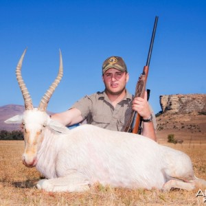 White Blesbok