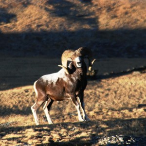 Argali in the outter parts of China