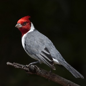 Brazilian Red Head Cardinal