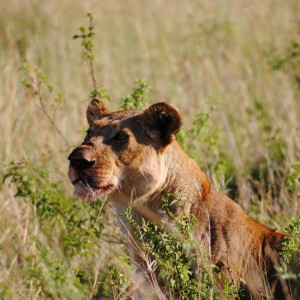 Lioness Masaai Mara in Kenya