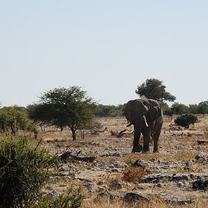 Elephant at Etosha Namibia