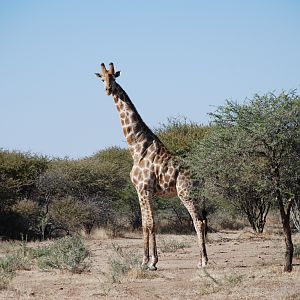 Giraffe Namibia
