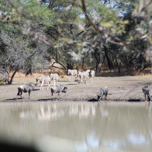 Blue Gnu and Burchell's Zebra Namibia