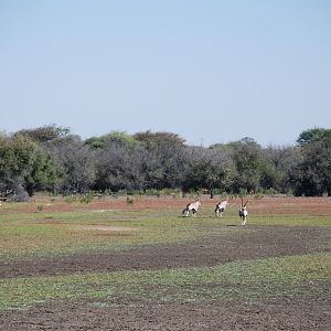 Oryx Namibia