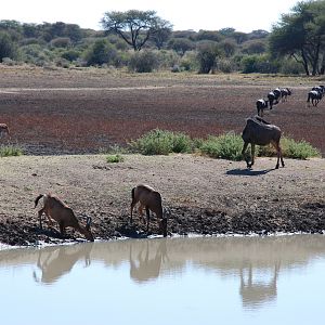 Blue Wildebeest, Hartebeest and Impala Namibia