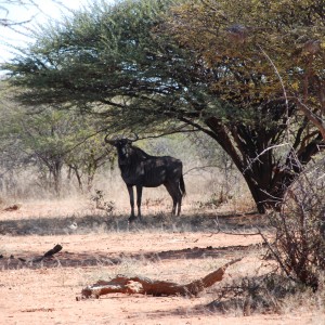 Blue Wildebeest Namibia