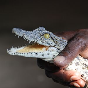 Small Croc Namibia