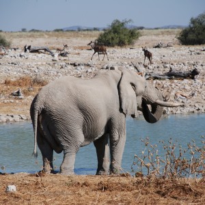Elephant at Etosha Namibia