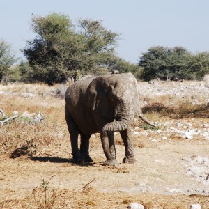 Elephant at Etosha Namibia