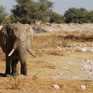 Elephant at Etosha Namibia