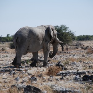 Elephant at Etosha Namibia