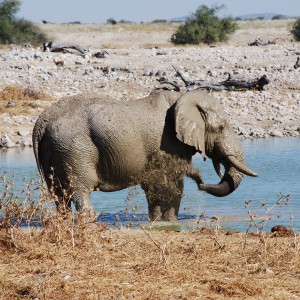 Elephant at Etosha Namibia