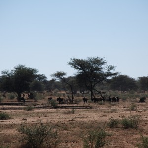 Black Wildebeest, Zebra and Gemsbok