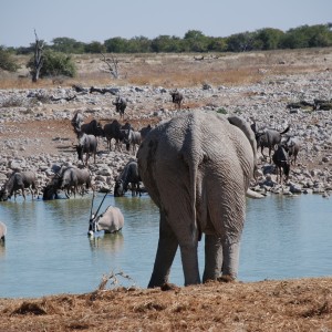 Elephant Etosha Namibia