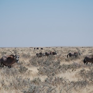 Gemsbok Etosha Namibia