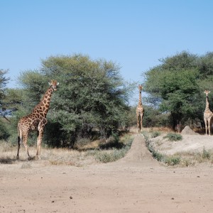 Giraffe Namibia