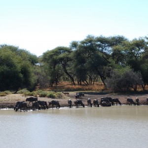 Gnu and Impala