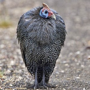 Guineafowl South Africa