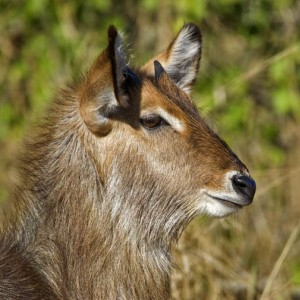 Waterbuck South Africa