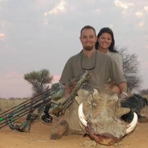Warthog bowhunted in Namibia