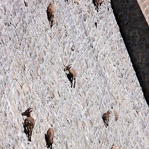Mountain Sheeps on a Dam...