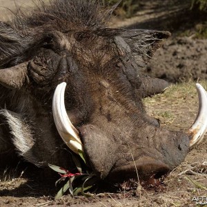 Warthog portrait Namibia