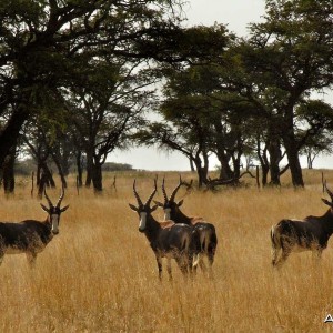 A group of Blesboks in the late afternoon, Namibia