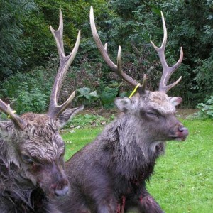 Sika stag hunt in Northern Ireland