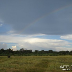 Elephant in Zimbabwe