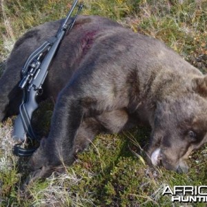 9 foot 2 Brown Bear hunt in SW Alaska with a 27 and 7/16 inch skull