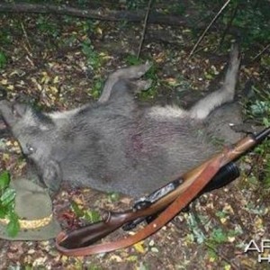 Hunting Boar in Hungary