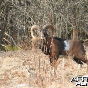 His majesty mouflon, Croatia