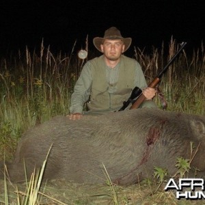 Wild boar hunt, Croatia