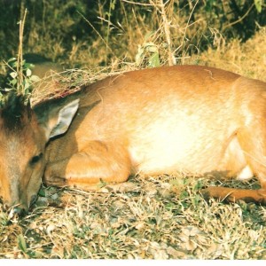 Natal Red duiker hunt