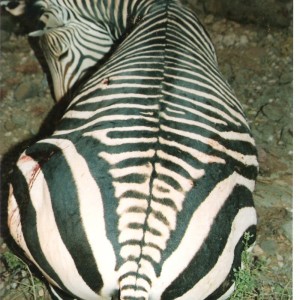 Hartmann's Zebra hunt