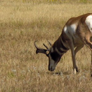 Pronghorn, USA