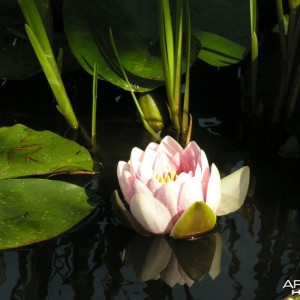 A wery nice Waterflower, Denmark