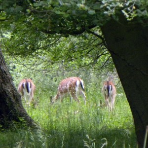 A group of Fallow Deer, Denmark