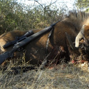 An old Black Wildebeast cow I took on a windy day in Namibia