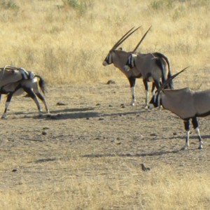 A group of Oryx taken from a high seat in Namibia
