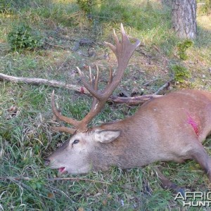 Hunting Red Stag in Bavaria