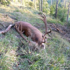 Hunting Red Stag in Bavaria