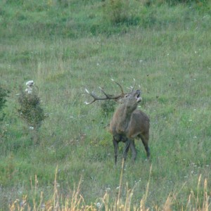 Red Deer stags roaring in the hills of Bavaria