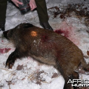 Hunting Wild Boar in Germany