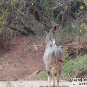 Kudu field judged at 57"