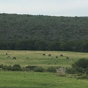 Black Wildebeest & Burchell's Plain Zebra South Africa