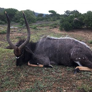 South Africa Hunt Nyala